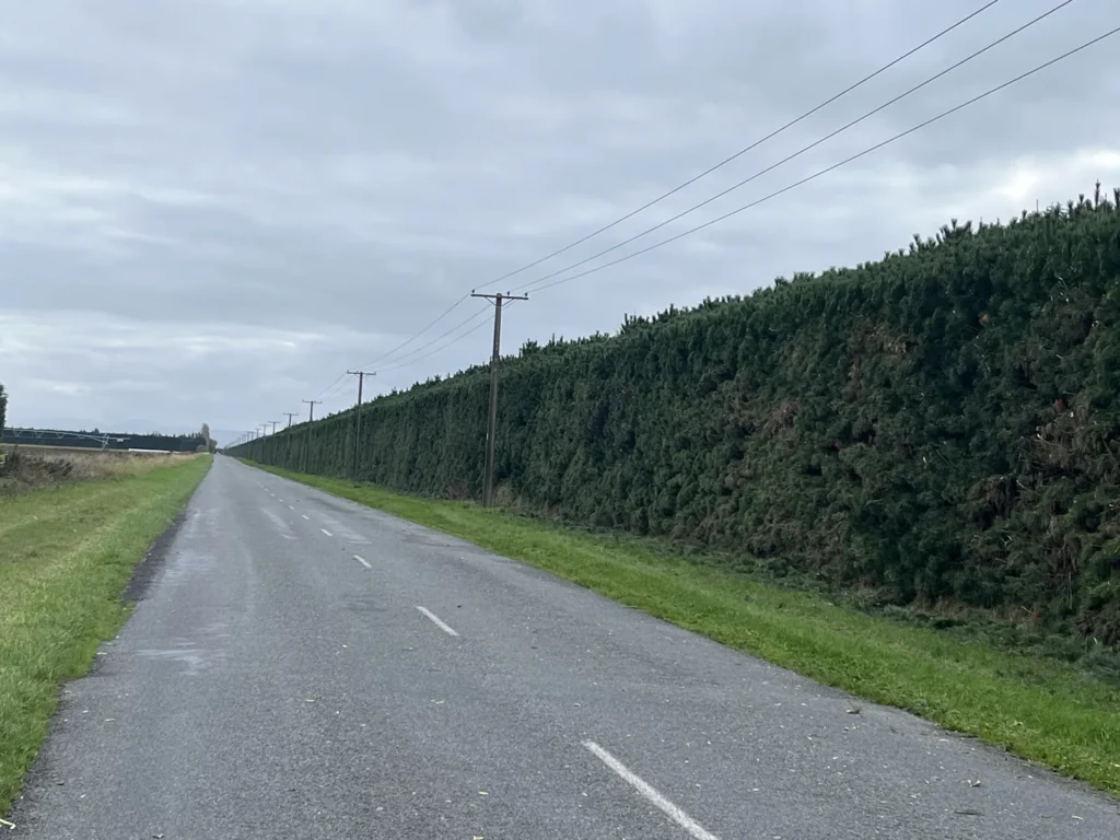 Freshly trimmed pine shelterbelt along a rural Canterbury road